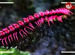 ببینید| 5 گونه از زیباترین و رنگارنگ ترین هزارپاهای جهان از میان 12 هزار گونه کشف شده