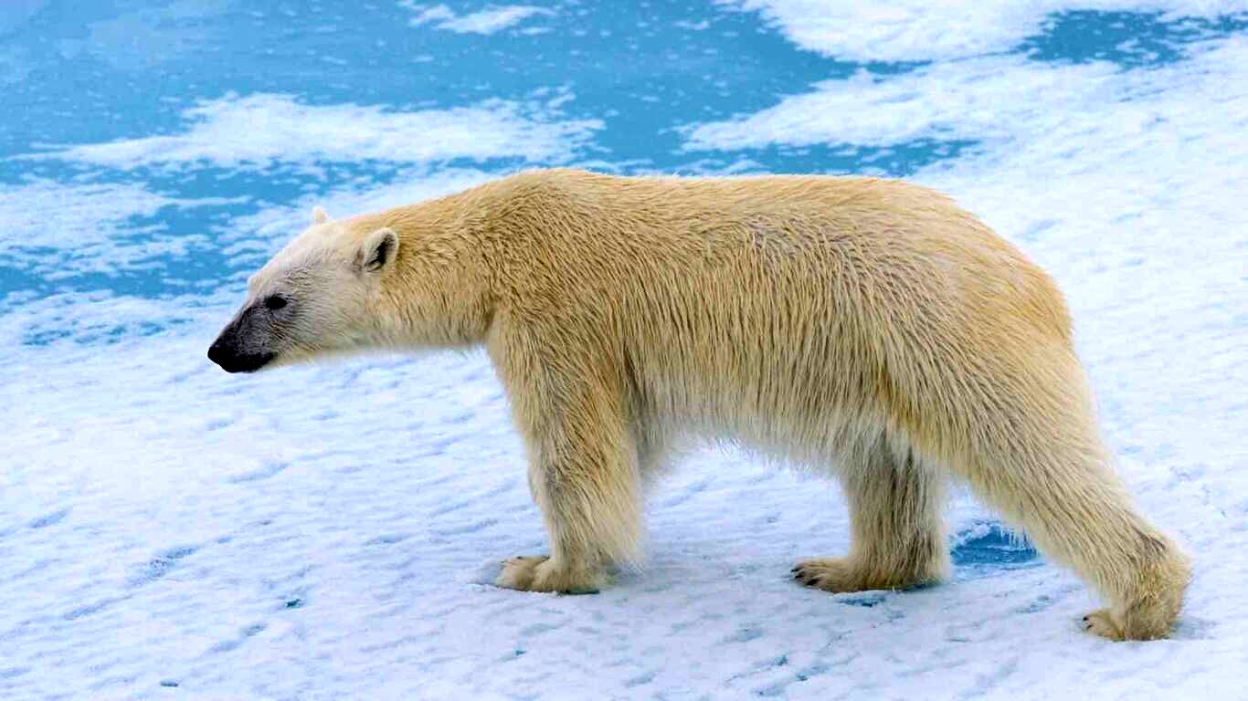(ویدئو) واکنش جالب خرس قطبی بعد از دیدن یخ در باغ وحش