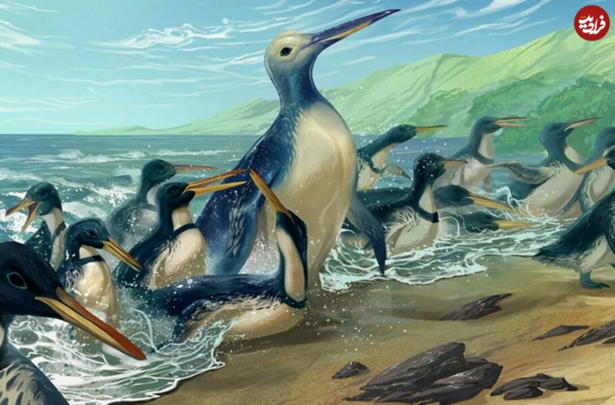 کشف حیرت آور فسیل بزرگ‌ترین پنگوئن تاریخ هم اندازه یک گوریل!