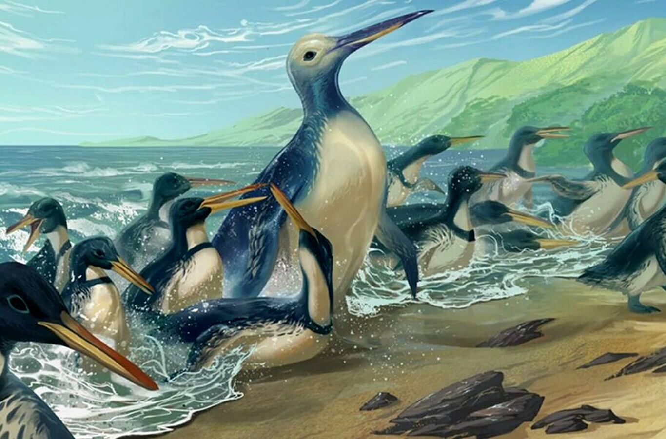 کشف حیرت آور فسیل بزرگ‌ترین پنگوئن تاریخ هم اندازه یک گوریل!