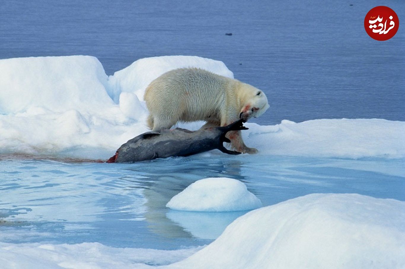 (ویدئو) روش باورنکردنی خرس قطبی برای کشتن فک چنگی!