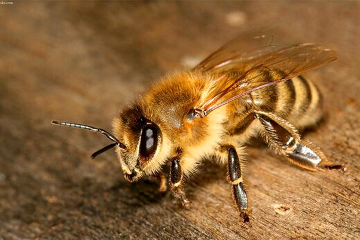 زنبور‌ها می‌توانند فوتبال بازی کنند!؛ ۱۰ حقیقت کمتر شناخته شده راجع به حشرات