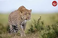 (ویدئو) پلنگ حواس پرت به یک قدیمی گراز رسید و شکار یادش رفت!