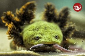 تلاش «راهبه‌ها» برای حفاظت از کمیاب‌ترین دوزیست جهان