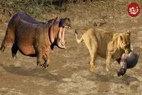 (ویدئو) شیر گرسنه، توله اسب آبی را دزدید، مادرش شجاعانه پس گرفت!