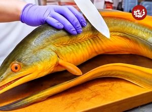 ببینید؛ صید، برش و تهیه انواع غذا با مارماهی در ژاپن