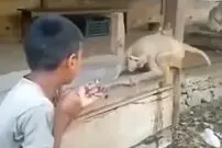 (ویدئو) فن رزمی خارق العاده میمون به پسر بچه مزاحم