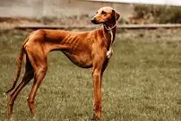 تصاویر؛ سگ آزاواخ؛ سگ آفریقایی با پا‌های بلند و بسیار لاغر که تیزبین‌ترین سگ دنیاست و می‌تواند با اسب تروبرد مسابقه بدهد