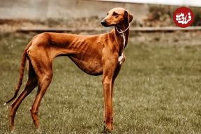 تصاویر؛ سگ آزاواخ؛ سگ آفریقایی با پا‌های بلند و بسیار لاغر که تیزبین‌ترین سگ دنیاست و می‌تواند با اسب تروبرد مسابقه بدهد