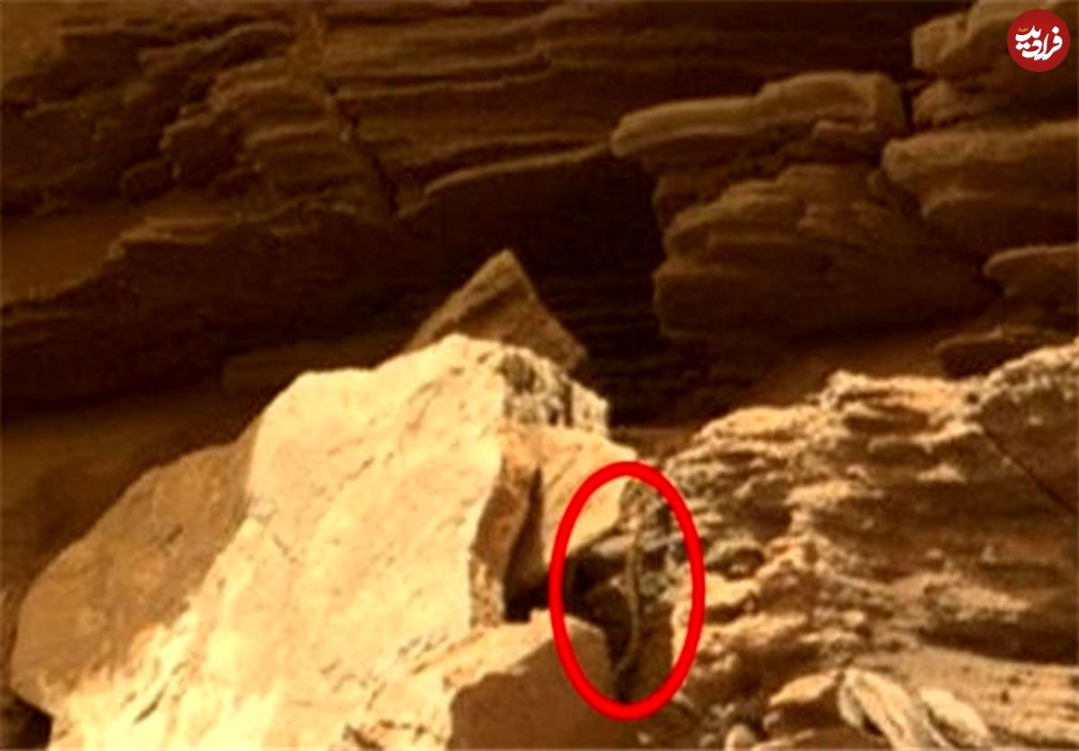 تصاویر/ کشف موجود زنده شبیه مار در مریخ