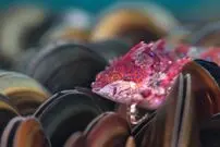تصاویر حیرت انگیز از طبیعت؛ برندگان مسابقه عکاسی کلوزآپ ۲۰۲۳!