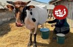 (ویدئو) روستایی های آذربایجان چگونه شیر گاو را پس از دوشیدن به پنیر تبدیل می کنند؟