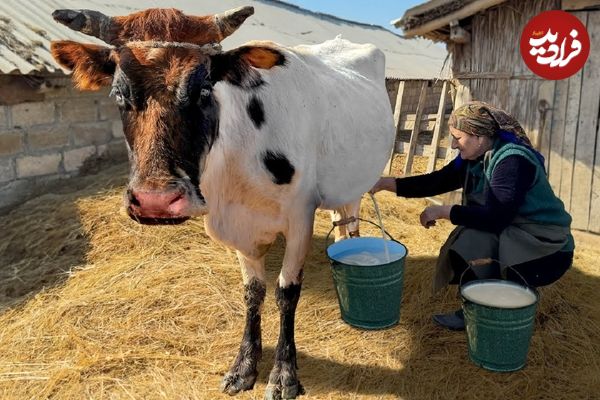 (ویدئو) روستایی های آذربایجان چگونه شیر گاو را پس از دوشیدن به پنیر تبدیل می کنند؟