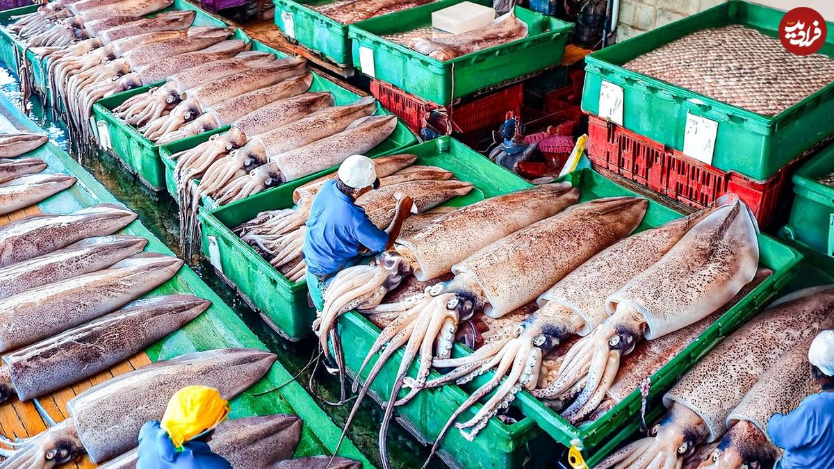 ببینید؛ نگاهی به مراحل صید و فرآوری میلیون ها ماهی مرکب در ژاپن