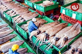 ببینید؛ نگاهی به مراحل صید و فرآوری میلیون ها ماهی مرکب در ژاپن