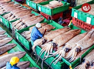 ببینید؛ نگاهی به مراحل صید و فرآوری میلیون ها ماهی مرکب در ژاپن