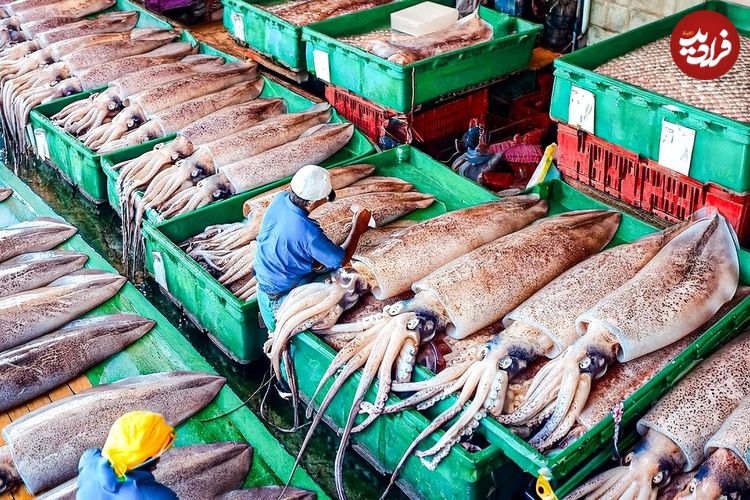 ببینید؛ نگاهی به مراحل صید و فرآوری میلیون ها ماهی مرکب در ژاپن