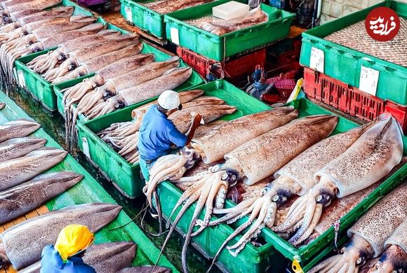 ببینید؛ نگاهی به مراحل صید و فرآوری میلیون ها ماهی مرکب در ژاپن