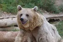 (ویدئو) تصاویری باورنکردنی از سرسره‌سواری یک خرس وحشی!