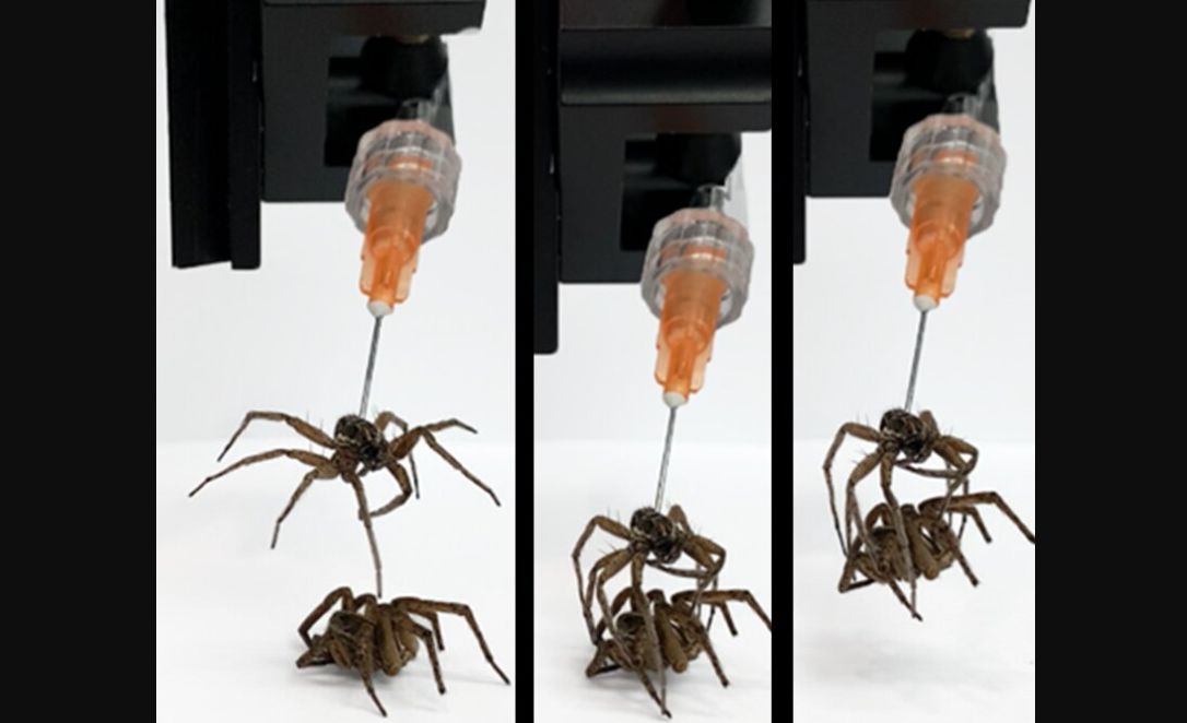 (عکس) مضحک‌ترین اختراعات سال؛ از عنکبوت زامبی تا شمارش موی بینی