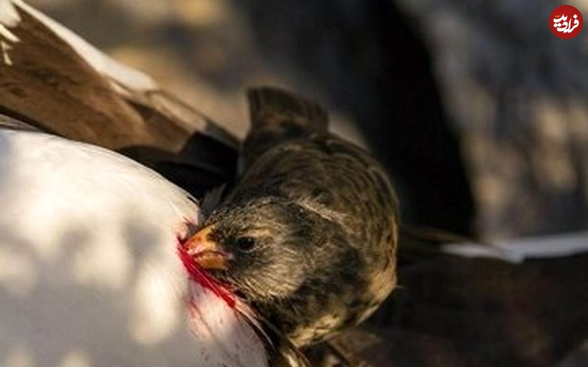 (عکس) فنچ خون‌آشام، پرنده‌ای عجیب با رژیم غذایی ترسناک
