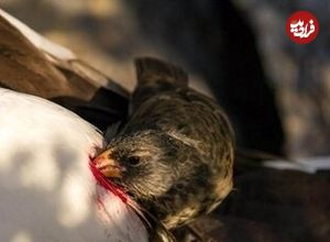 (عکس) فنچ خون‌آشام، پرنده‌ای عجیب با رژیم غذایی ترسناک
