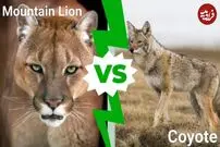 (ویدئو) جدال تمام عیار شیر کوهی و کایوتی؛ گرگ صحرایی مغلوب شد!