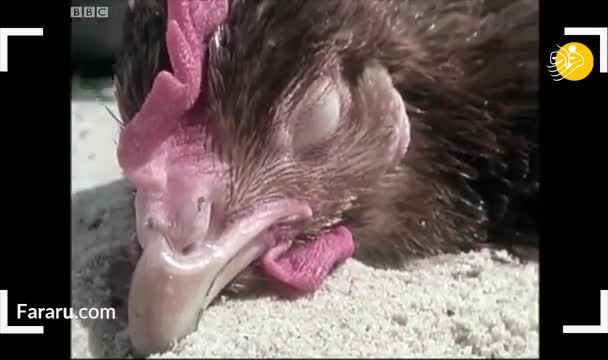 ویدئو/ تصاویر جالبی از هیپنوتیزم حیوان‌ها