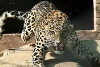 (ویدئو) لحظه دلهره‌آور رویارویی پلنگ نر ایرانی با فعال محیط زیست