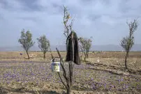 تصاویر/ زعفران؛ طلای سرخ