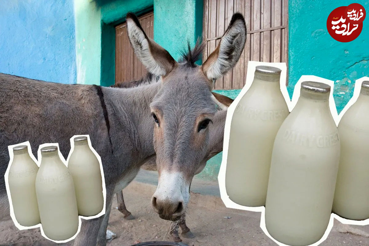 قیمت‌های باورنکردنی شیر و روغن الاغ؛ روغن ۲ میلیون تومان!