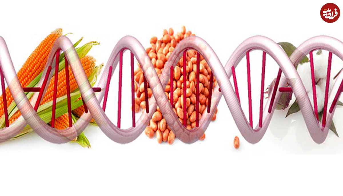 مزایا و معایب غذا‌های اصلاح شده ژنتیکی