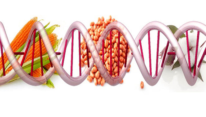 مزایا و معایب غذا‌های اصلاح شده ژنتیکی