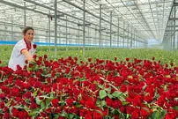 (ویدئو) مراحل پرورش و برداشت گل رز در گلخانه ای مدرن در آذربایجان