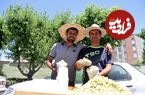 تصاویر؛ باغ‌های‌ شیرین‌ تهران؛ کجای تهران توت بخوریم؟