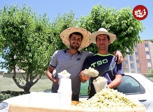 تصاویر؛ باغ‌های‌ شیرین‌ تهران؛ کجای تهران توت بخوریم؟