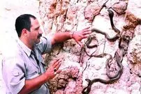 (عکس) سلطان مارهای ایران را بشناسید؛ ماجرای کلنجار رفتن با افعی ۱۶۰ سانتی‌متری چه بود؟