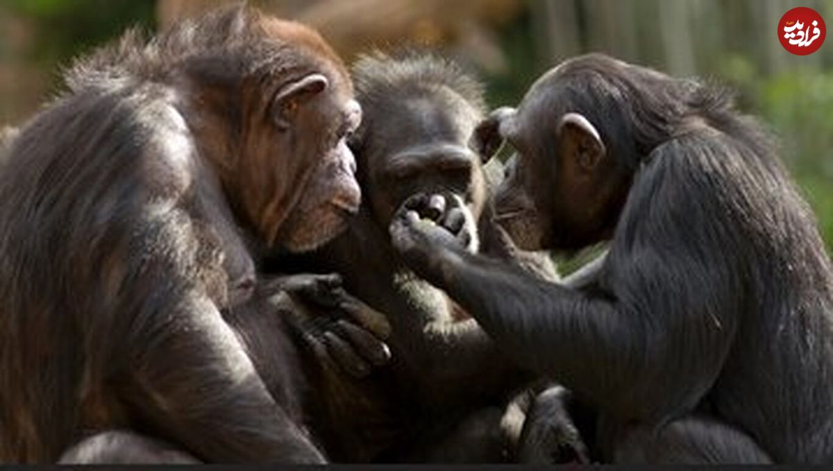 قدرت تفکر میمون‌ها، محققان را شگفت‌زده کرد!