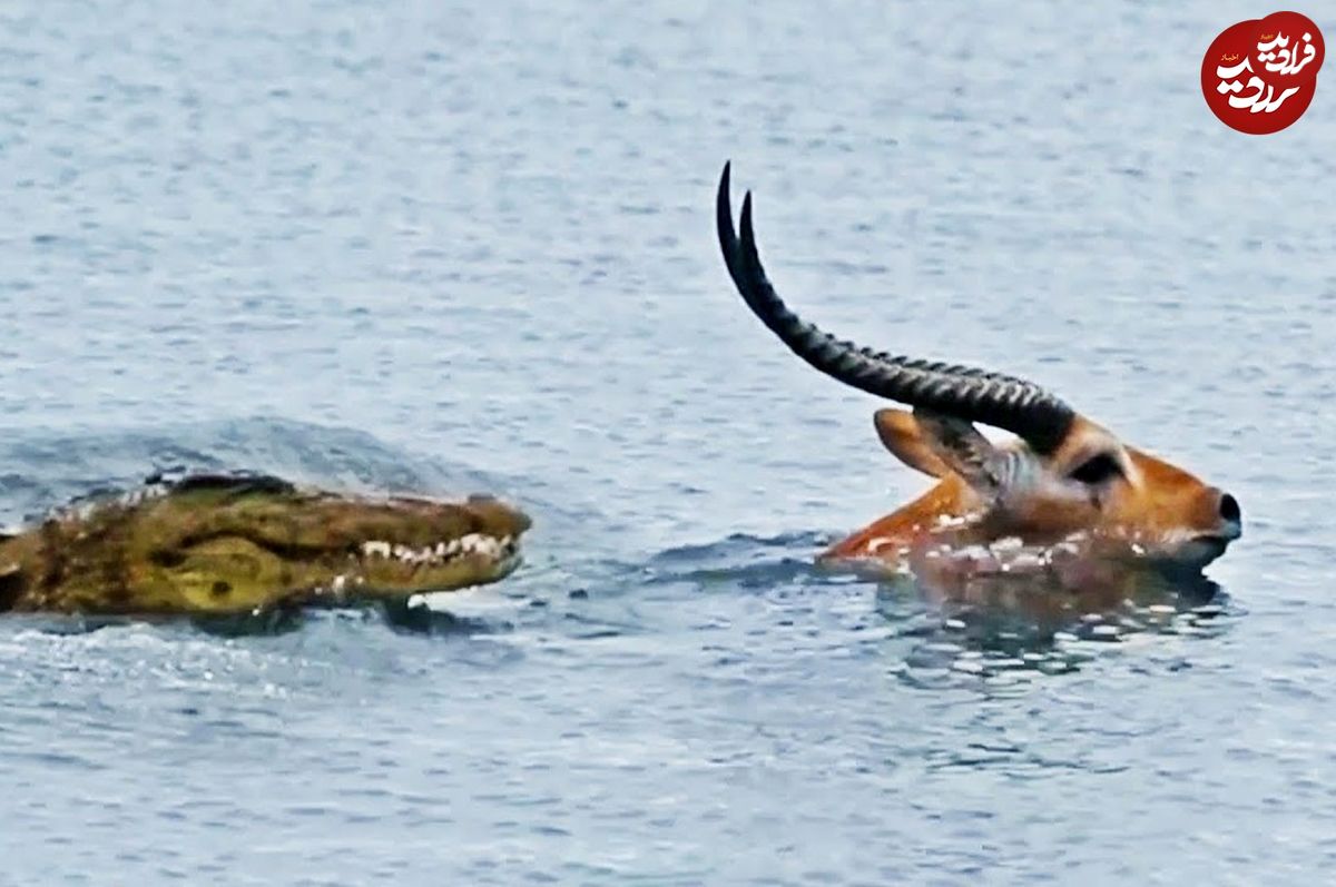 (ویدئو) شکست سنگینی که تمساح از کل سرخ در رودخانه خورد!