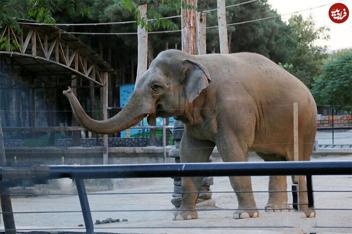 (ویدئو) ذوق زدگی فیل از طبل زدن، نوازنده را شوکه کرد