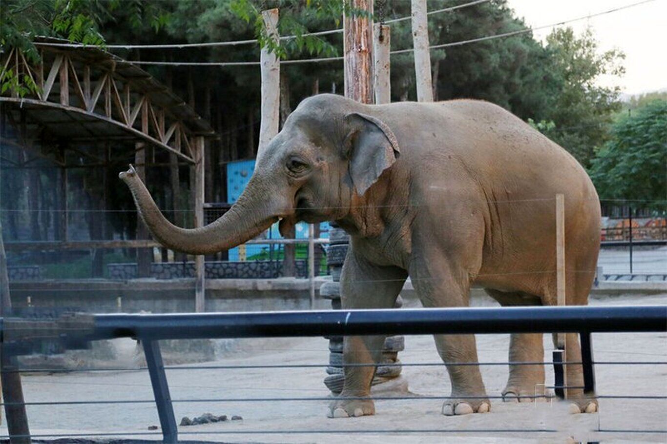 (ویدئو) ذوق زدگی فیل از طبل زدن، نوازنده را شوکه کرد