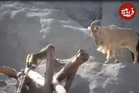 (ویدئو) جدال باورنکردنی بز کوهی شاخدار و میمون!