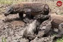 (ویدئو) سه اژدهای کومودو، گراز بی نوا را زنده زنده خوردند!