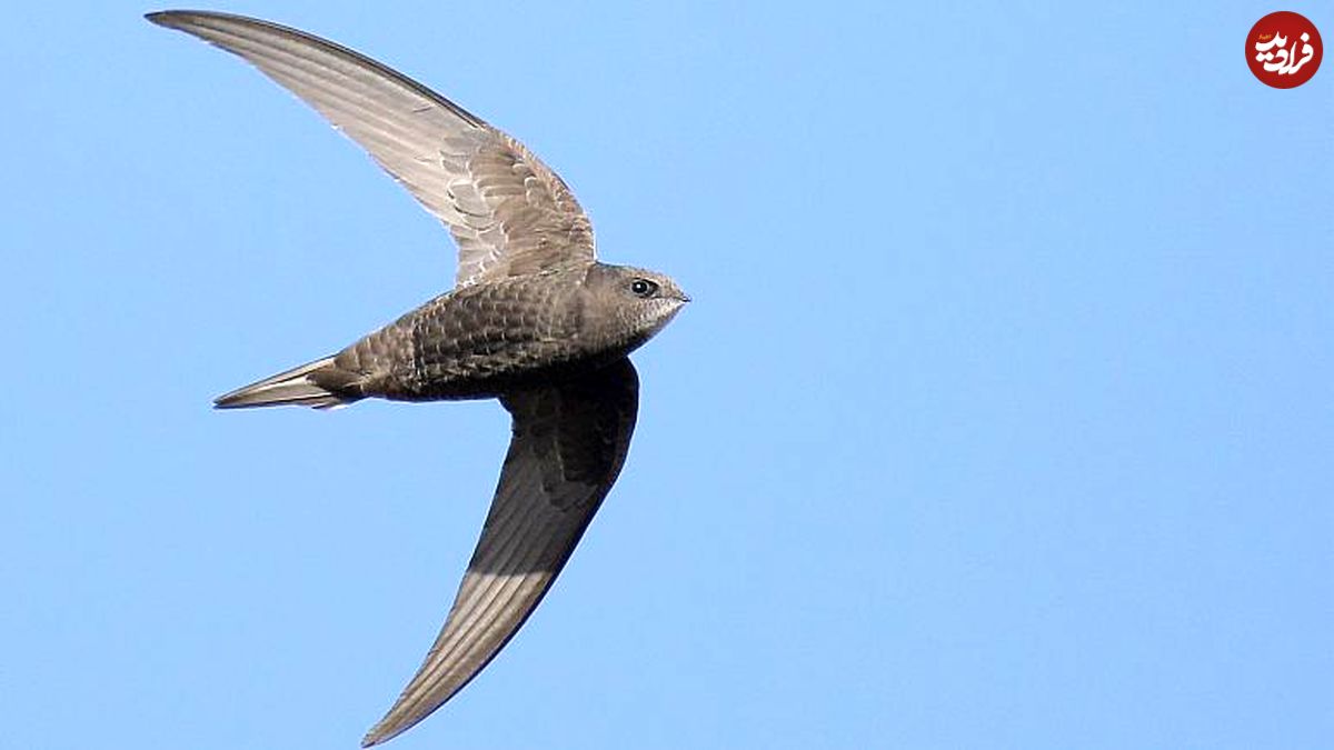 بادخورک؛ سریع ترین پرنده مهاجر جهان