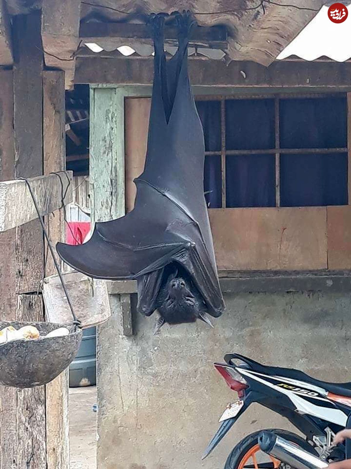 تصویر/ خفاش غول‌پیکر در فیلیپین