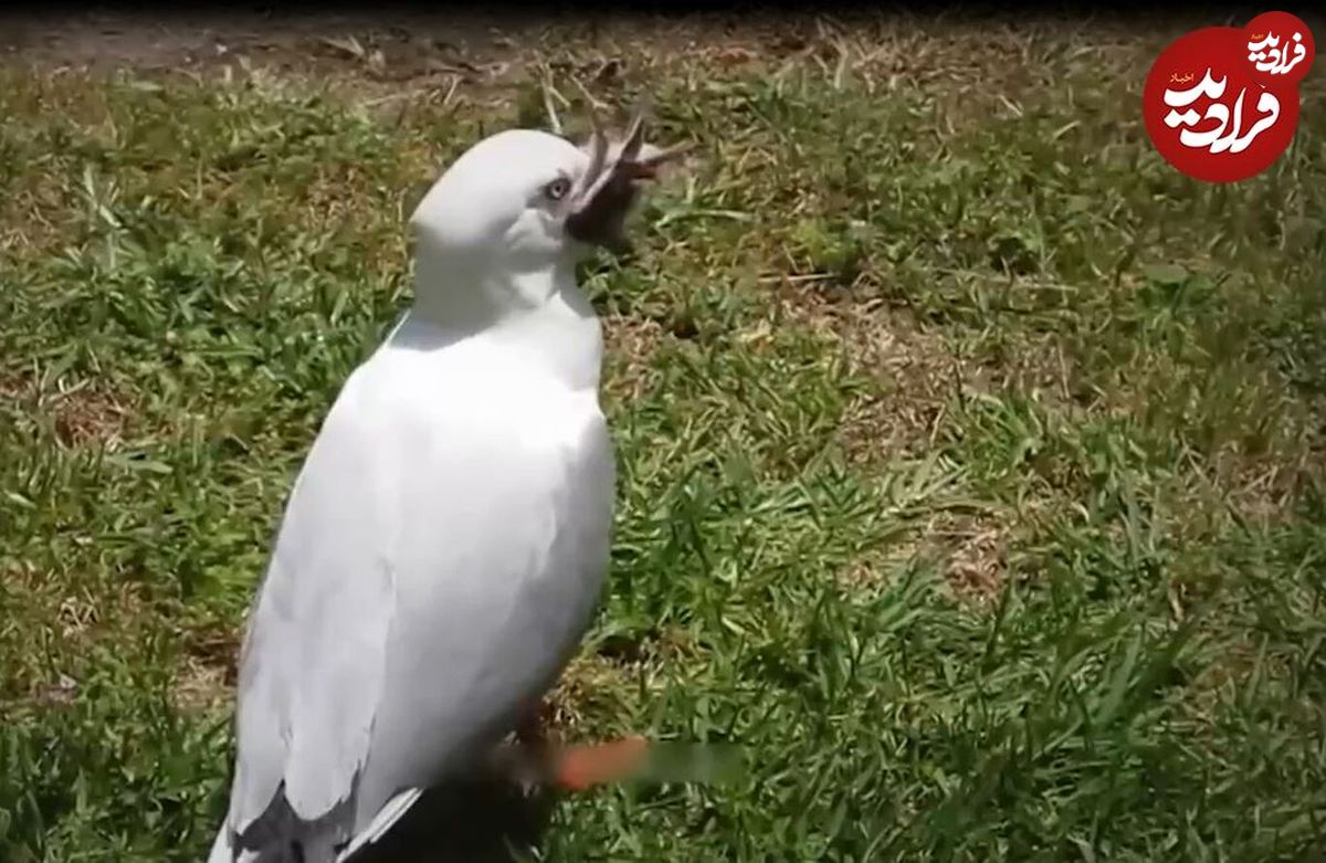 (ویدئو) مرغ دریایی یک گنجشک را در آسمان شکار کرد و بلعید!