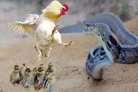 (ویدئو) مباره حیرت آور مرغ و خروس با مار کبری