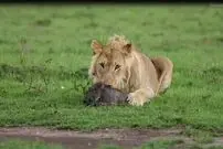 (ویدئو) بازی عجیب شیر با بچه گراز پیش از خوردن‌اش!