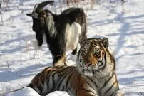 دعوایی که به دوستی ببر و بز پایان داد!