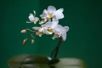 (تصاویر) گران‌ترین گل‌های جهان